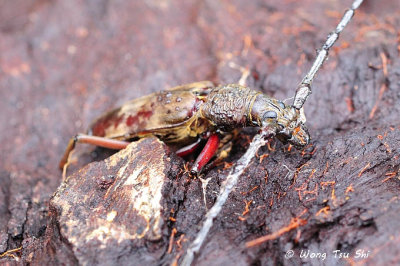 (Cerambycidae,  Hoplocerambyx spinicornis) Long-horned Beetle