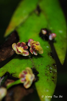 (Dendrobium kiauense)