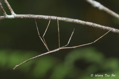 (Phasmatidae, Phobaeticus chani)