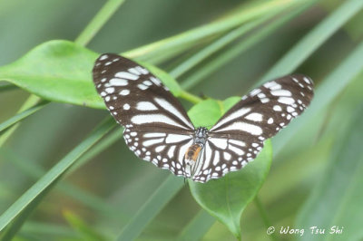 Danaus melanippu The Black Veined Tiger