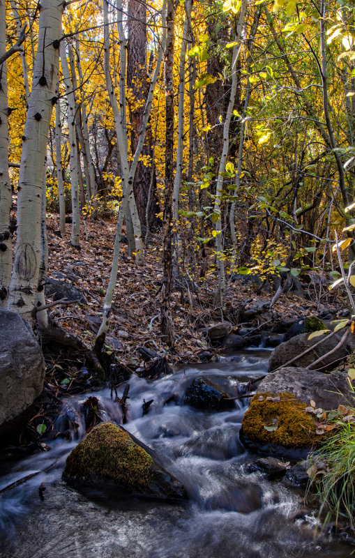 DSC_4601a.jpg