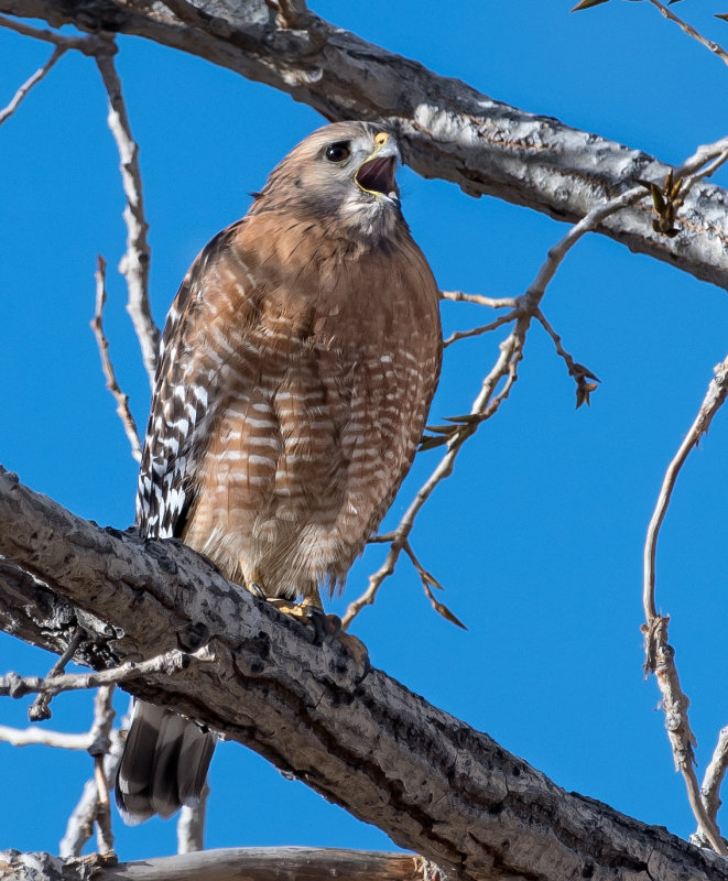 DSC_2613a.jpg