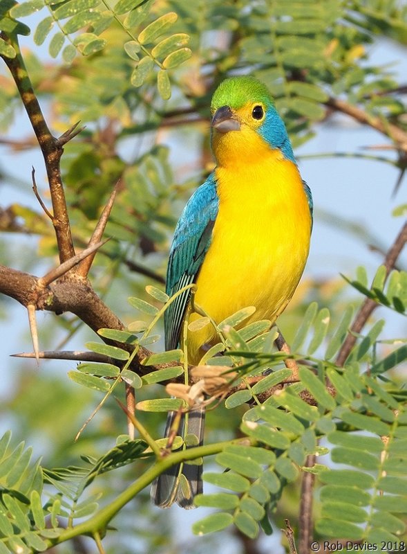 Orange-breasted Bunting