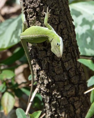 Green Anole 3