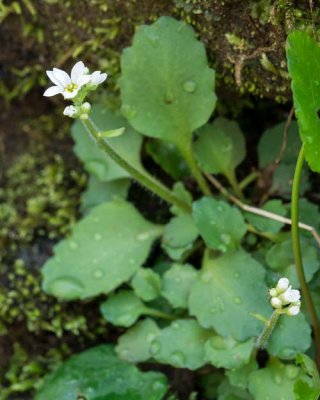 Early Saxifrage 3