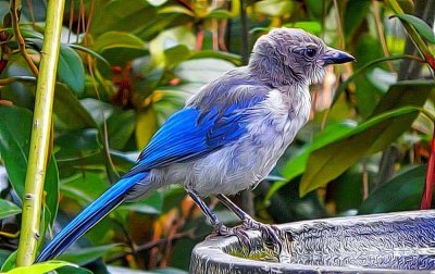 Baby Jay