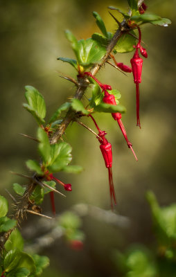 Gooseberry Flower - Among the Thorns