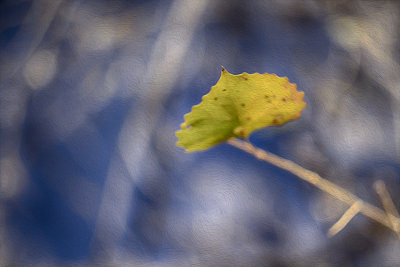 Poplar Leaf - Utah