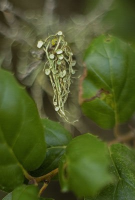 Friuting Bodies on Moss - Pygmy Forest - Los Osos, California