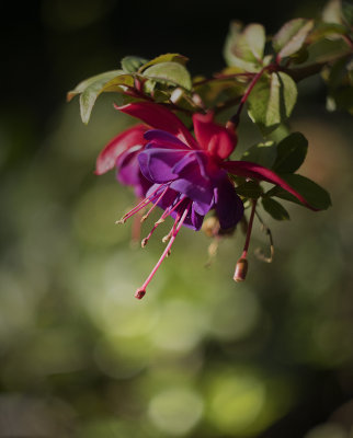 Fuchsia - Carolyn's Garden