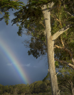 Rainbow and Tree