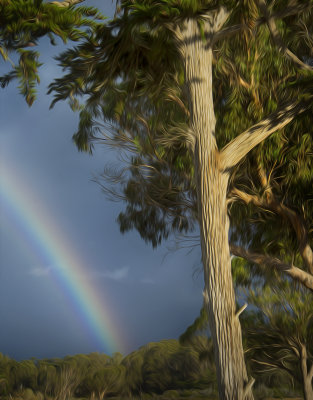 Rainbow Oil - Los Osos, California