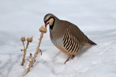 Chukar