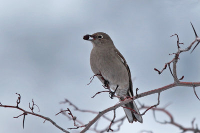 Townsends Solitaire
