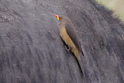 Starlings and Oxpeckers