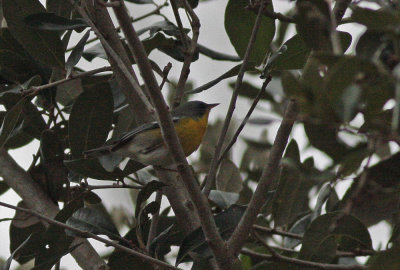 Tropical Parula