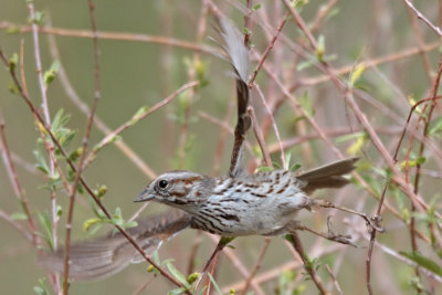 Song Sparrow (UT)