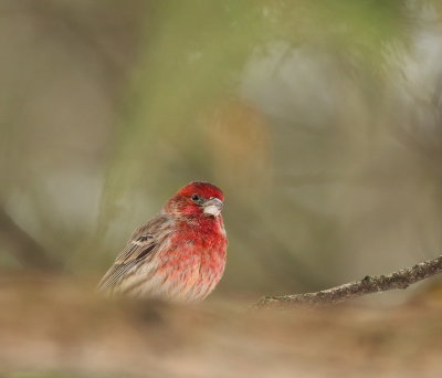 House Finch  --  Roselin Familier