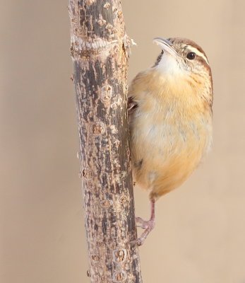 Carolina Wren  --  Troglodyte De Caroline