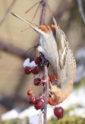 Pine GrosBeak  --  DurBec Des Sapins