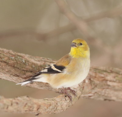 American GoldFinch  --  Chardonneret Jaune