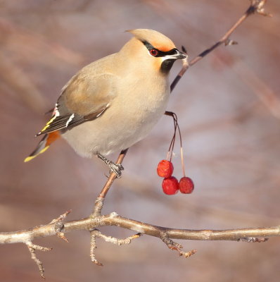 Bohemian WaxWing  --  Jaseur Boreal