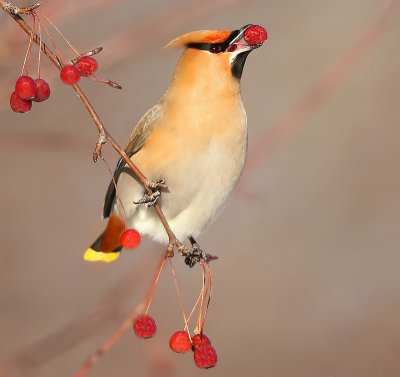 Bohemian WaxWing  --  Jaseur Boreal