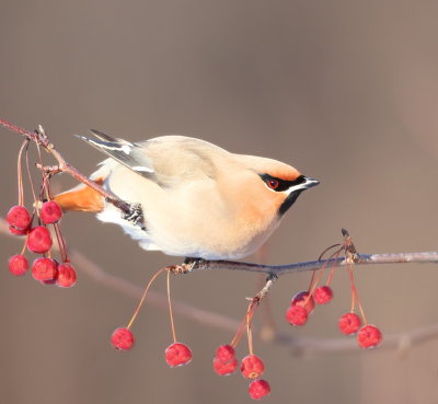 Bohemian WaxWing  --  Jaseur Boreal