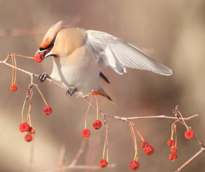 Bohemian WaxWing  --  Jaseur Boreal