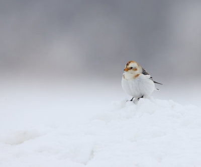 Snow Bunting  --  Plectrophane Des Neiges