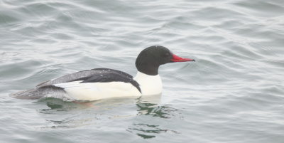 Common MerGanser  --  Grand Harle