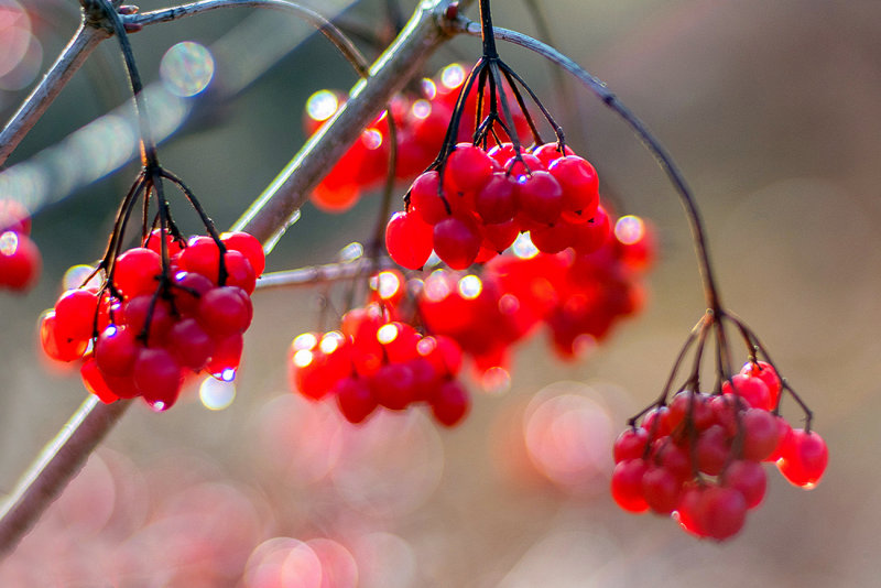 Winter Berries