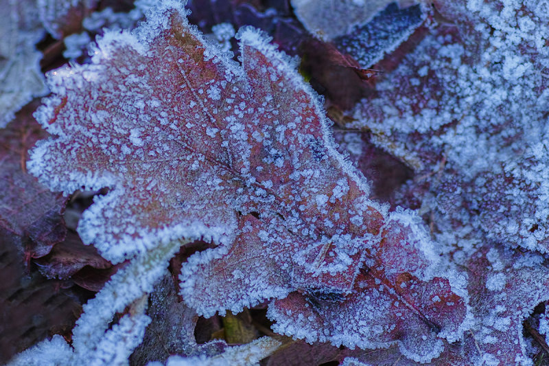 Ice Leaves
