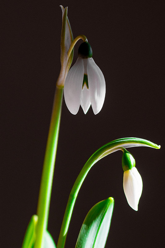 Snow Drops