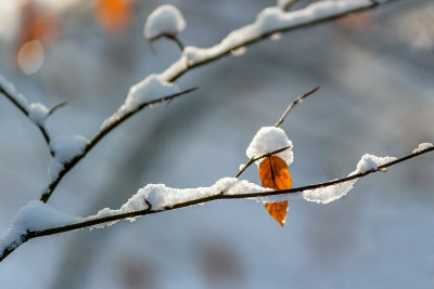 Leaf with a Hat