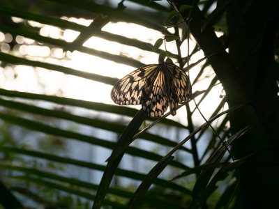 butterfly3sk.jpg