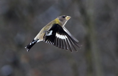 Female Flight
