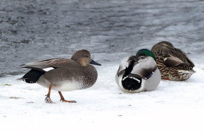 Gadwall Walking