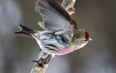 Redpoll Exit