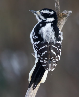 Hairy Woodpecker (f)