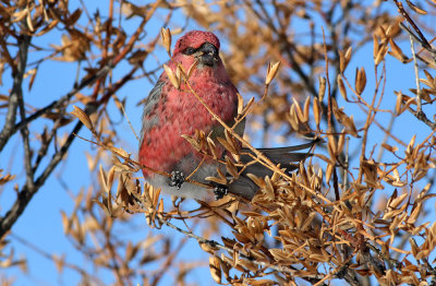 PG In The Lilacs