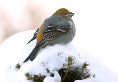 Pine Grosbeak (f) On Pine
