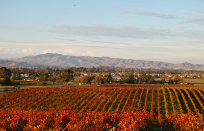 Fall in the Vineyard