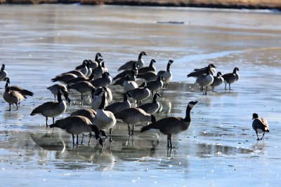 Canada Geese on ice