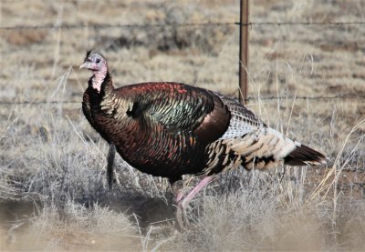 Wild Turkey near Kim, CO