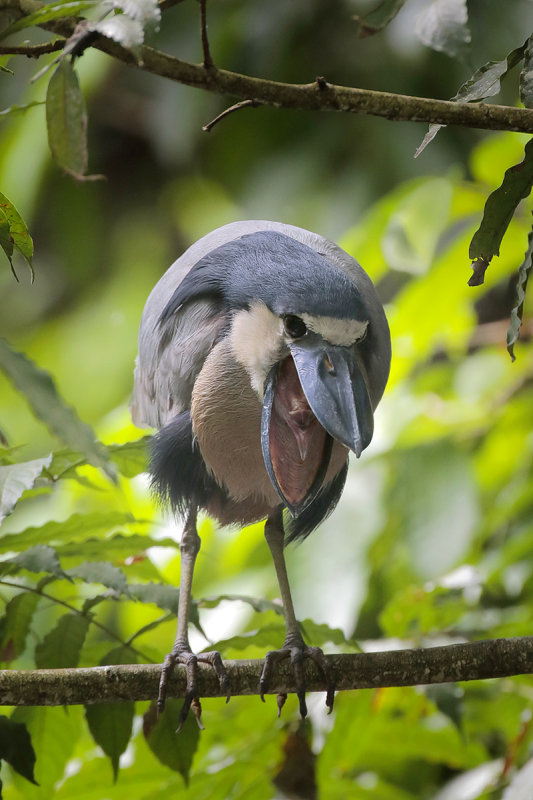 Boat-billed Heron