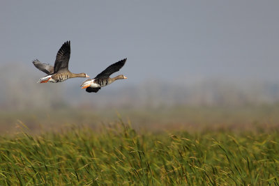 Greater white-fronted Goose