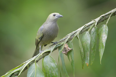 Palm Tanager