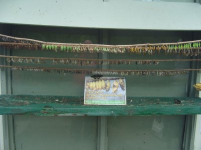 SNV80107.JPG