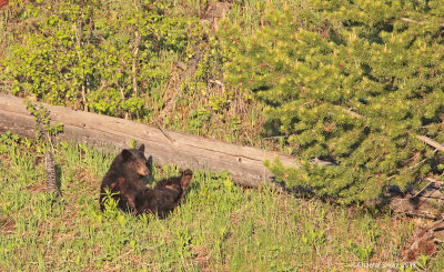 Black-Bear-0E8A2049.jpg